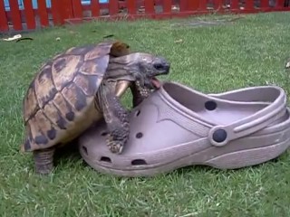 cute Turtle dude bangs hot young shoe